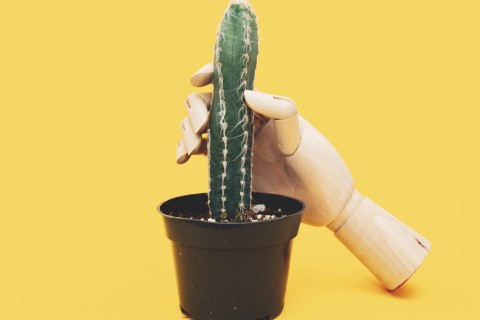Eine Holzhand umfasst einen Kaktus.