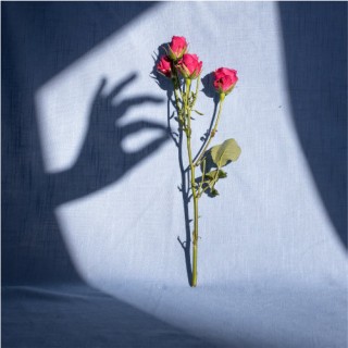 Innocence-Schatten einer Hand zupft an einer roten Blume.