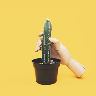 Dick Pick - Kaktus der von einer Hand aus Holz gehalten wird.