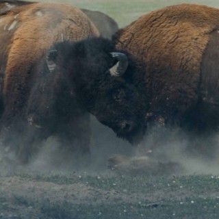 Eskalation-Zwei Büffel kämpfen.