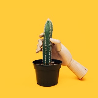 Kaktus der von einer Hand aus Holz gehalten wird